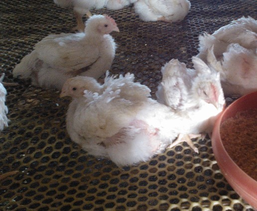 �A(y��)���ί��ټ�θ�׵���Чˎ---�����c��